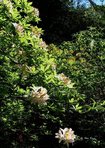 Bois des Moutiers (354) Mai 2012